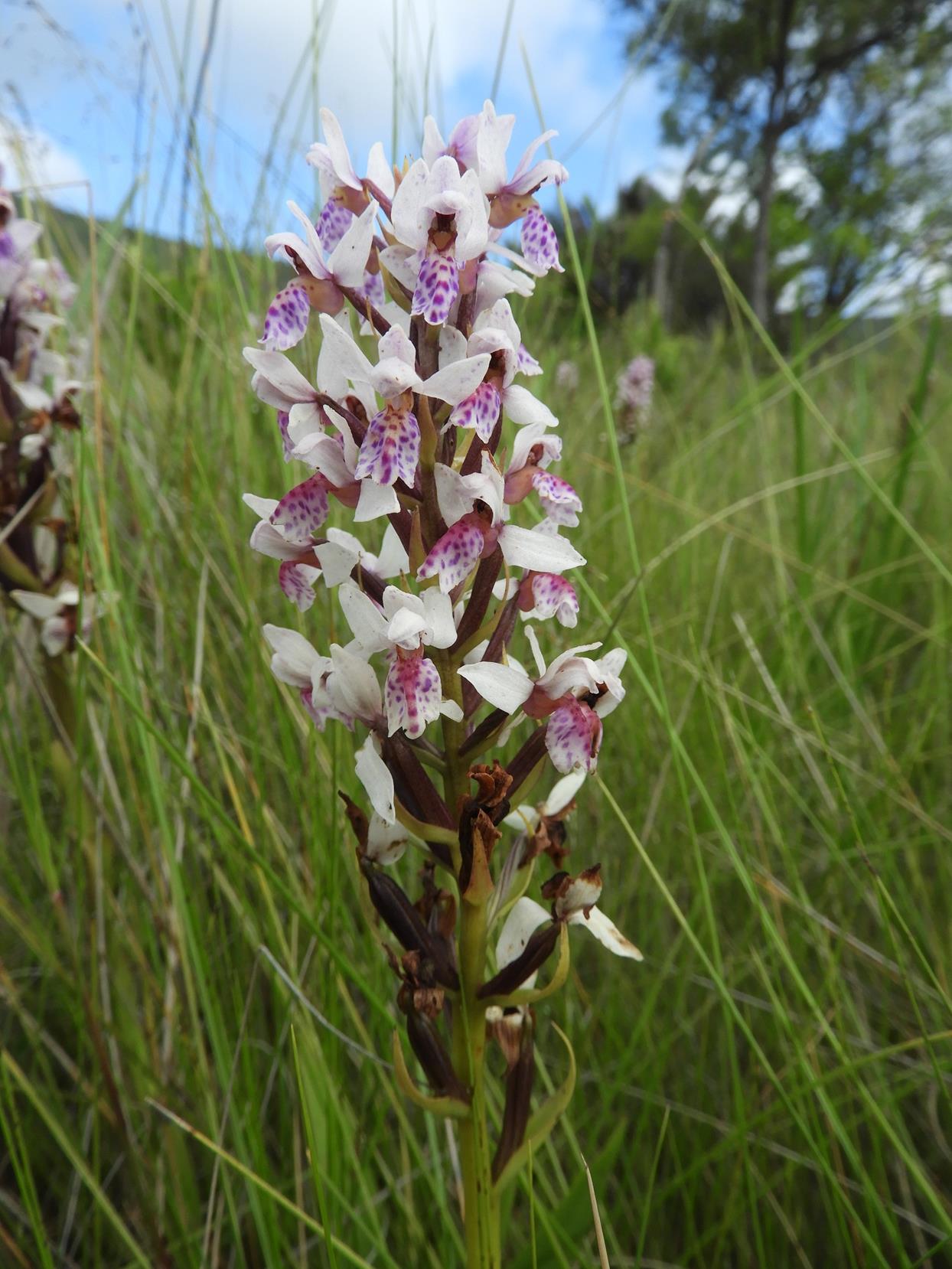 Brachycorythis angolensis Brachycorythis angolensis