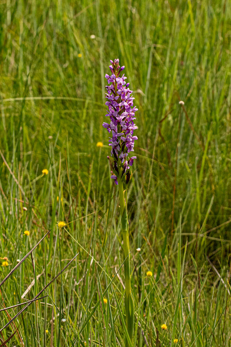 Brachycorythis angolensis Brachycorythis angolensis
