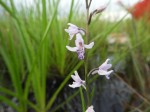 Brachycorythis friesii