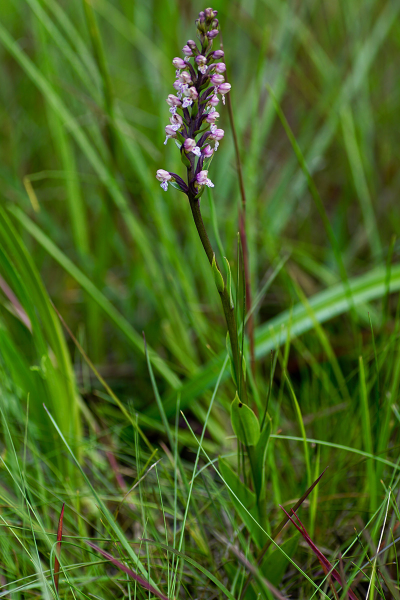 Brachycorythis rhodostachys Brachycorythis rhodostachys