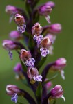 Brachycorythis rhodostachys