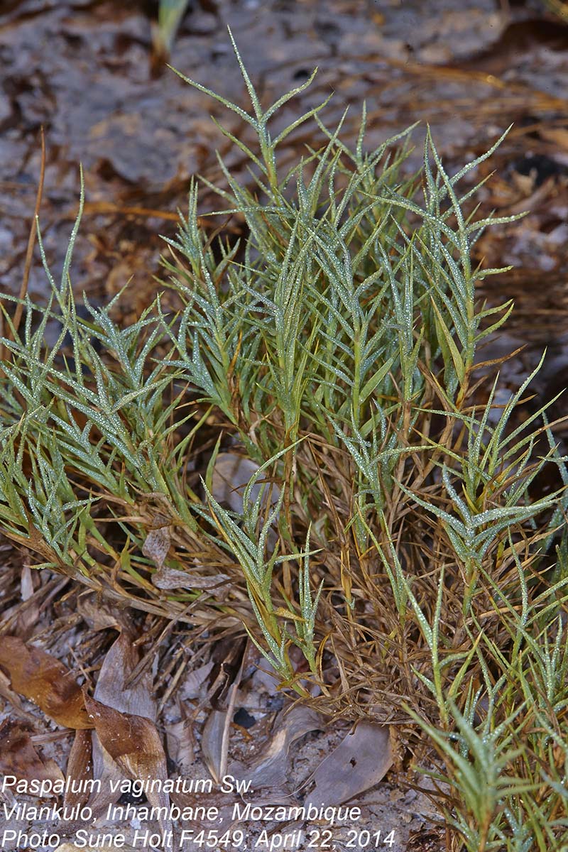 Paspalum vaginatum Paspalum vaginatum