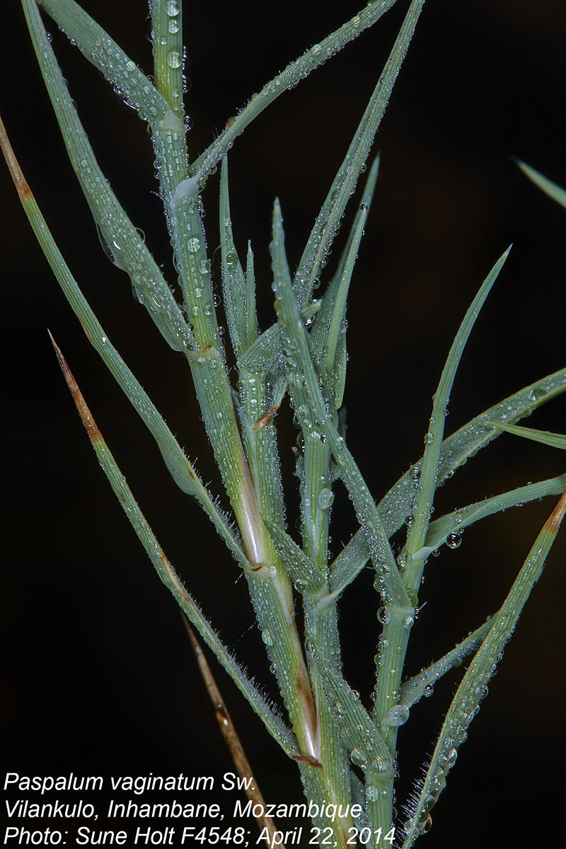 Paspalum vaginatum Paspalum vaginatum