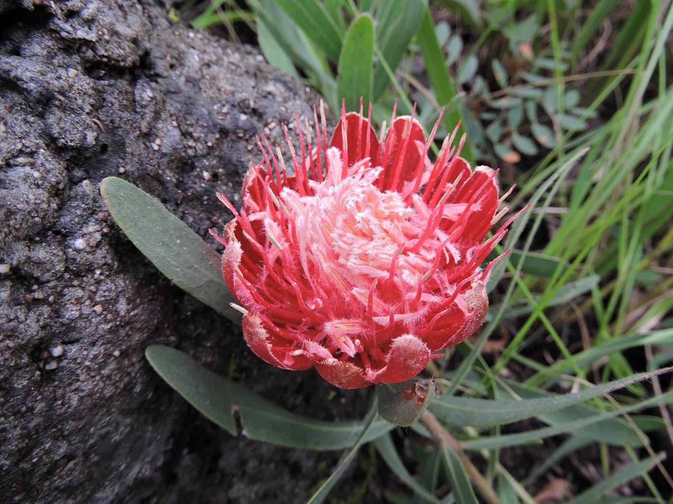 Protea micans subsp. trichophylla Protea micans subsp. trichophylla