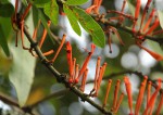 Phragmanthera usuiensis subsp. usuiensis