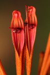 Phragmanthera usuiensis subsp. usuiensis