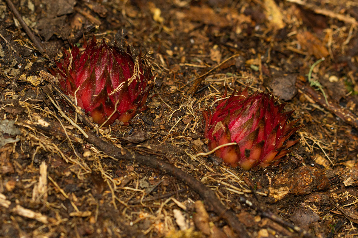 Thonningia sanguinea Thonningia sanguinea