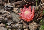 Thonningia sanguinea