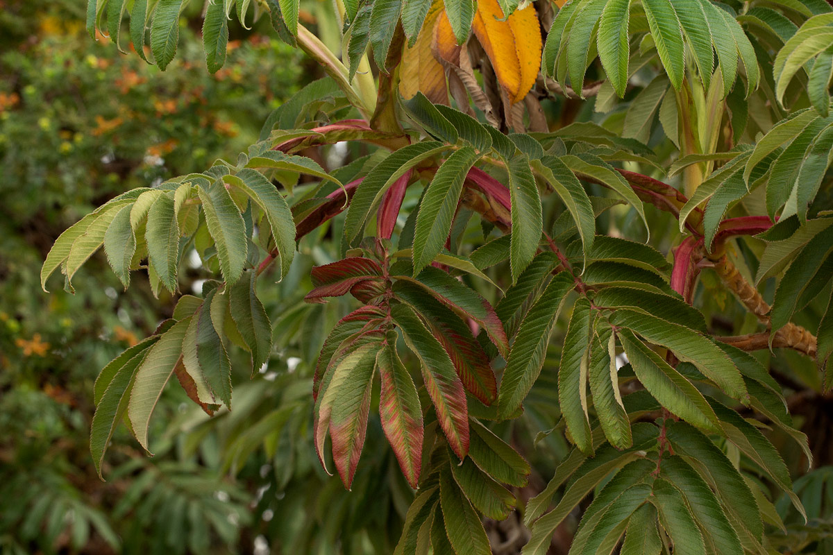 Hagenia abyssinica Hagenia abyssinica