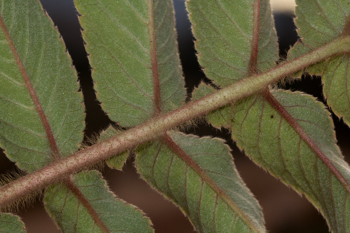 Hagenia abyssinica Hagenia abyssinica