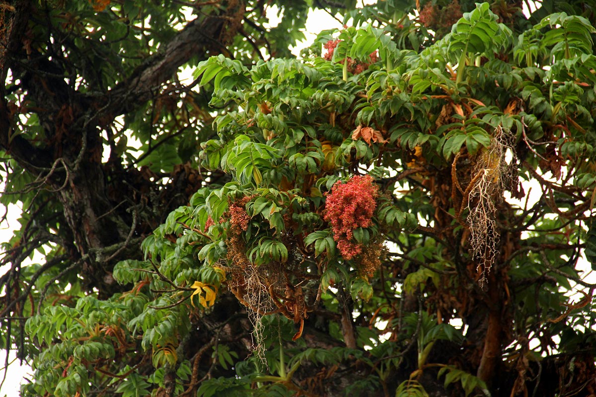 Hagenia abyssinica Hagenia abyssinica