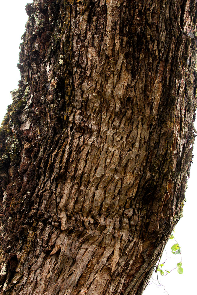 Hagenia abyssinica Hagenia abyssinica