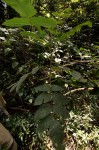 Brucea antidysenterica