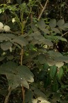 Brucea antidysenterica