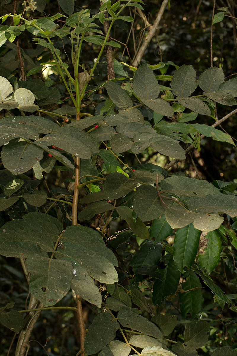 Brucea antidysenterica Brucea antidysenterica