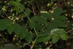 Brucea antidysenterica