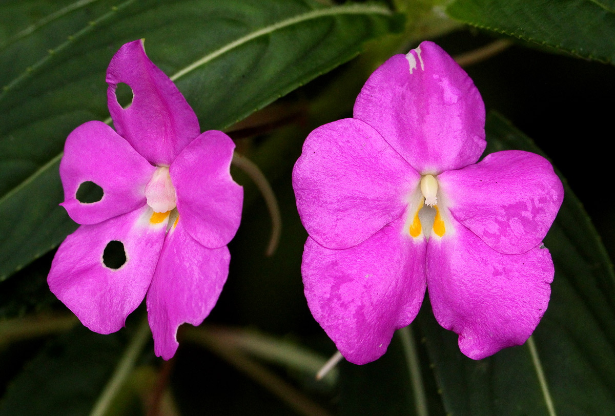 Impatiens irvingii Impatiens irvingii