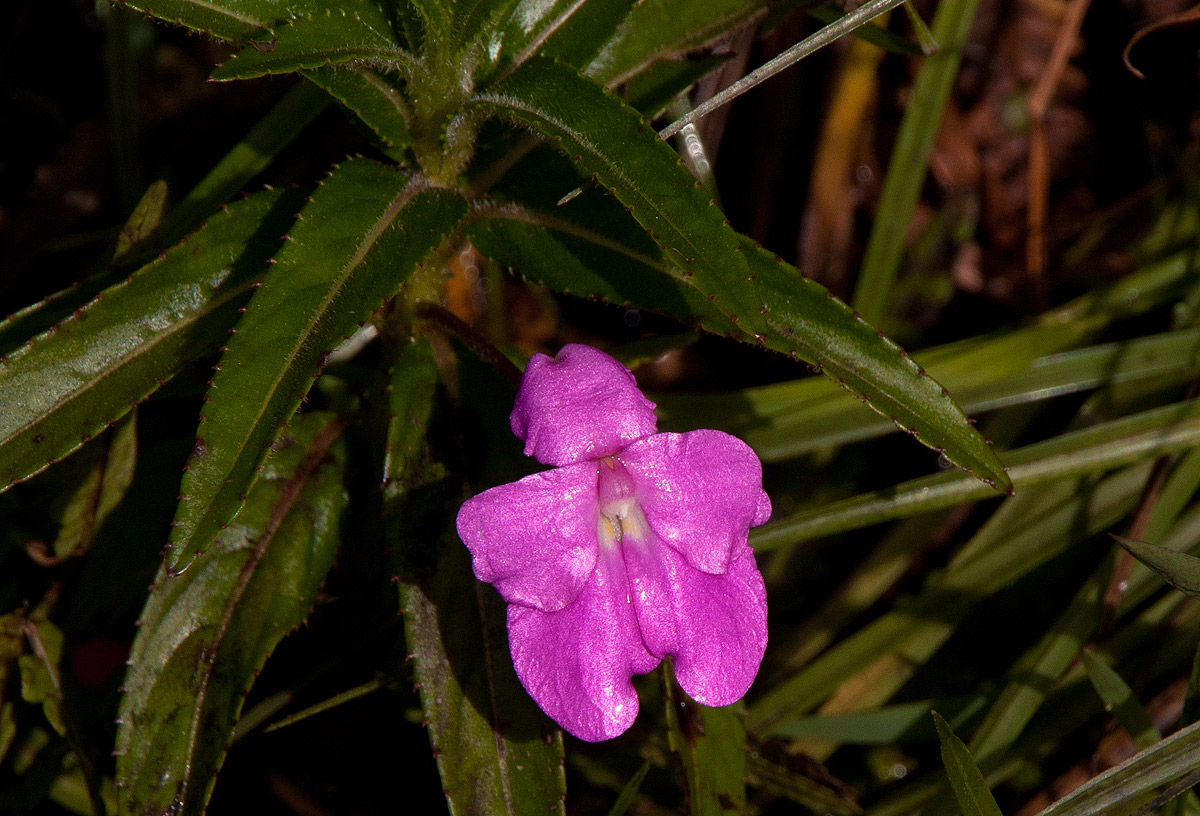 Impatiens irvingii