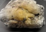 Canarium schweinfurthii