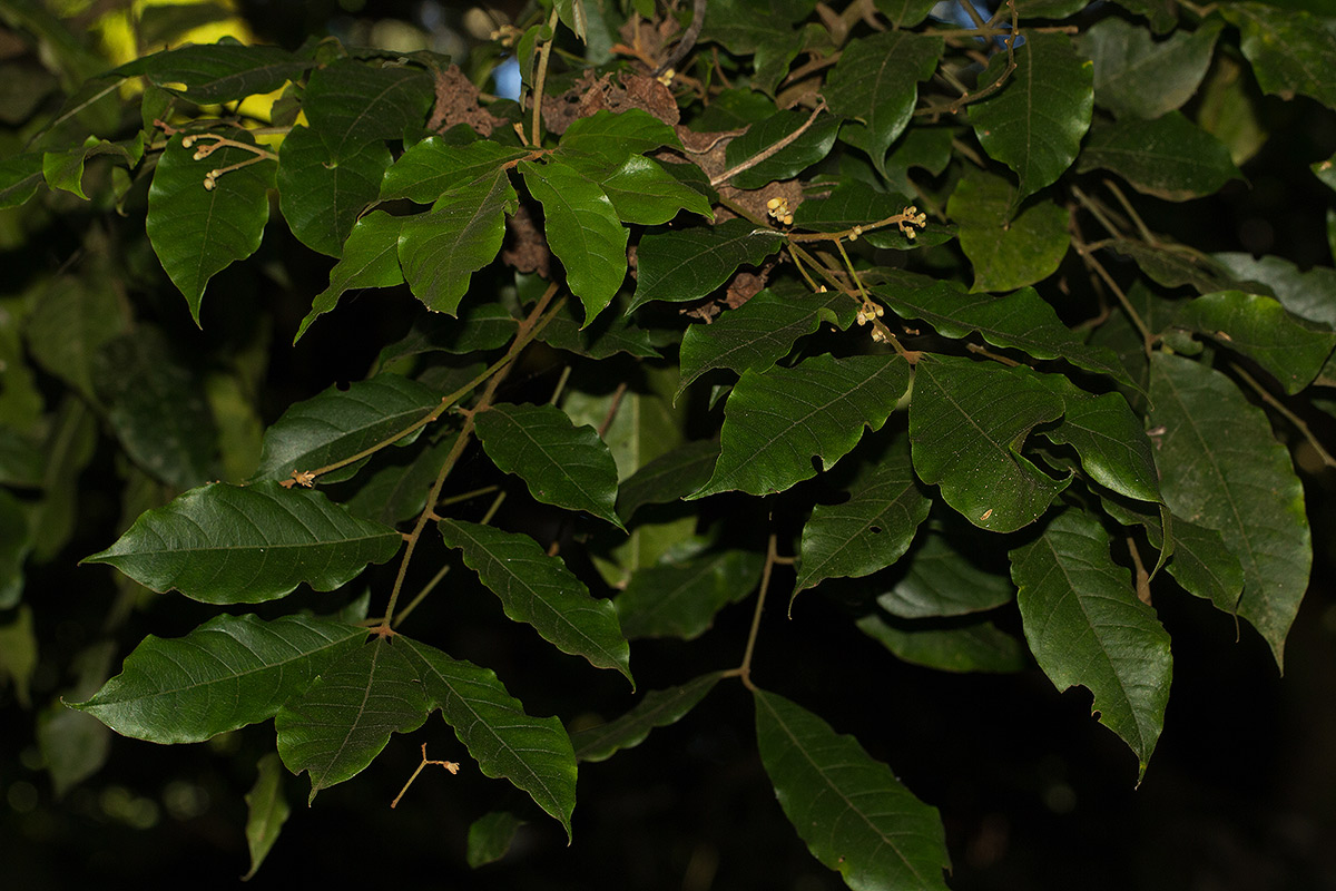 Lepidotrichilia volkensii Lepidotrichilia volkensii