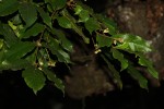 Lepidotrichilia volkensii