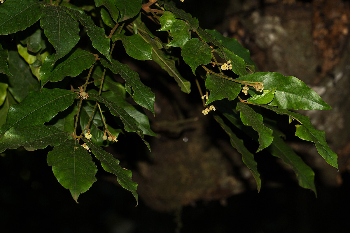 Lepidotrichilia volkensii Lepidotrichilia volkensii