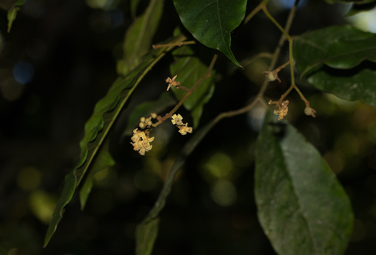 Lepidotrichilia volkensii Lepidotrichilia volkensii