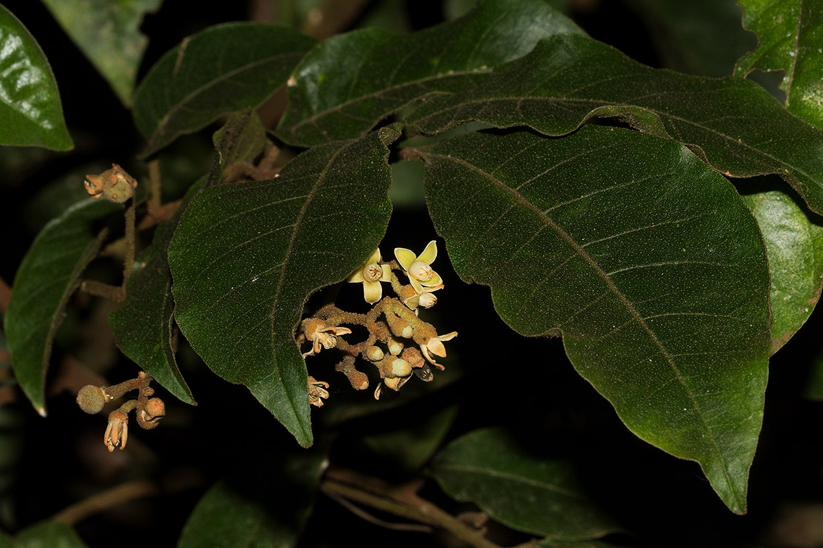 Lepidotrichilia volkensii Lepidotrichilia volkensii