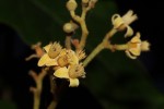Lepidotrichilia volkensii