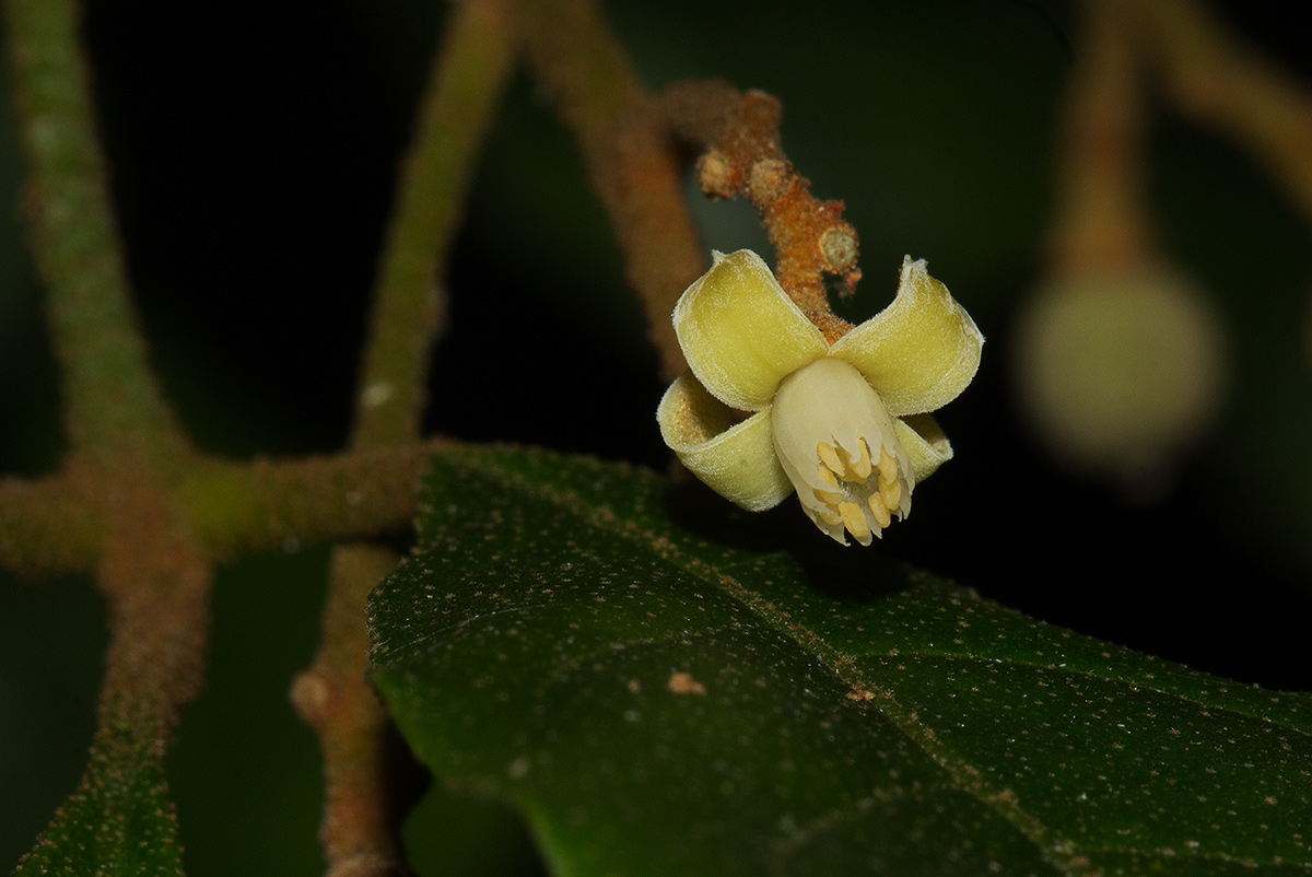 Lepidotrichilia volkensii Lepidotrichilia volkensii