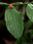 Olax gambecola