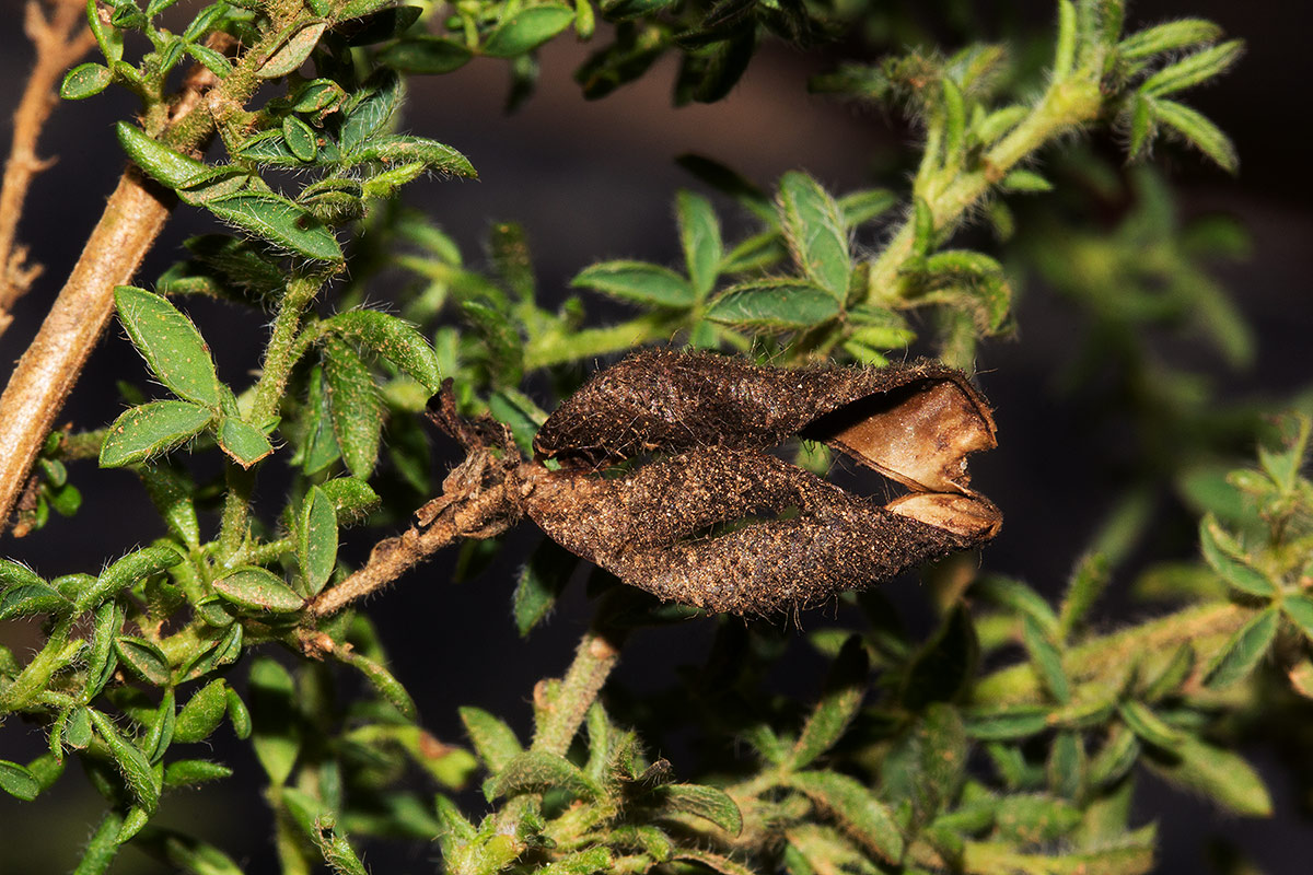 Adenocarpus mannii Adenocarpus mannii