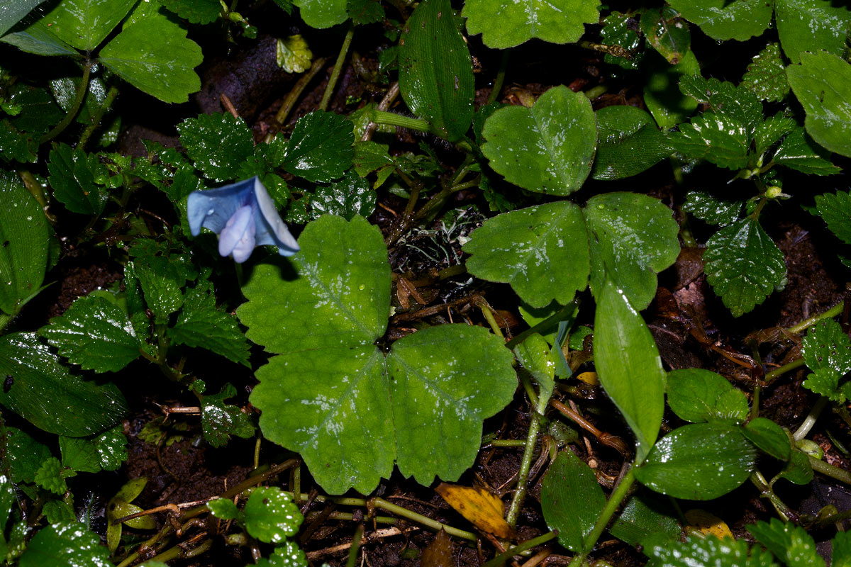 Parochetus africanus Parochetus africanus