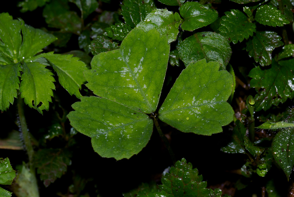 Parochetus africanus Parochetus africanus