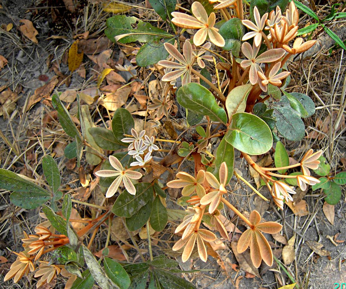 Oldfieldia dactylophylla Oldfieldia dactylophylla