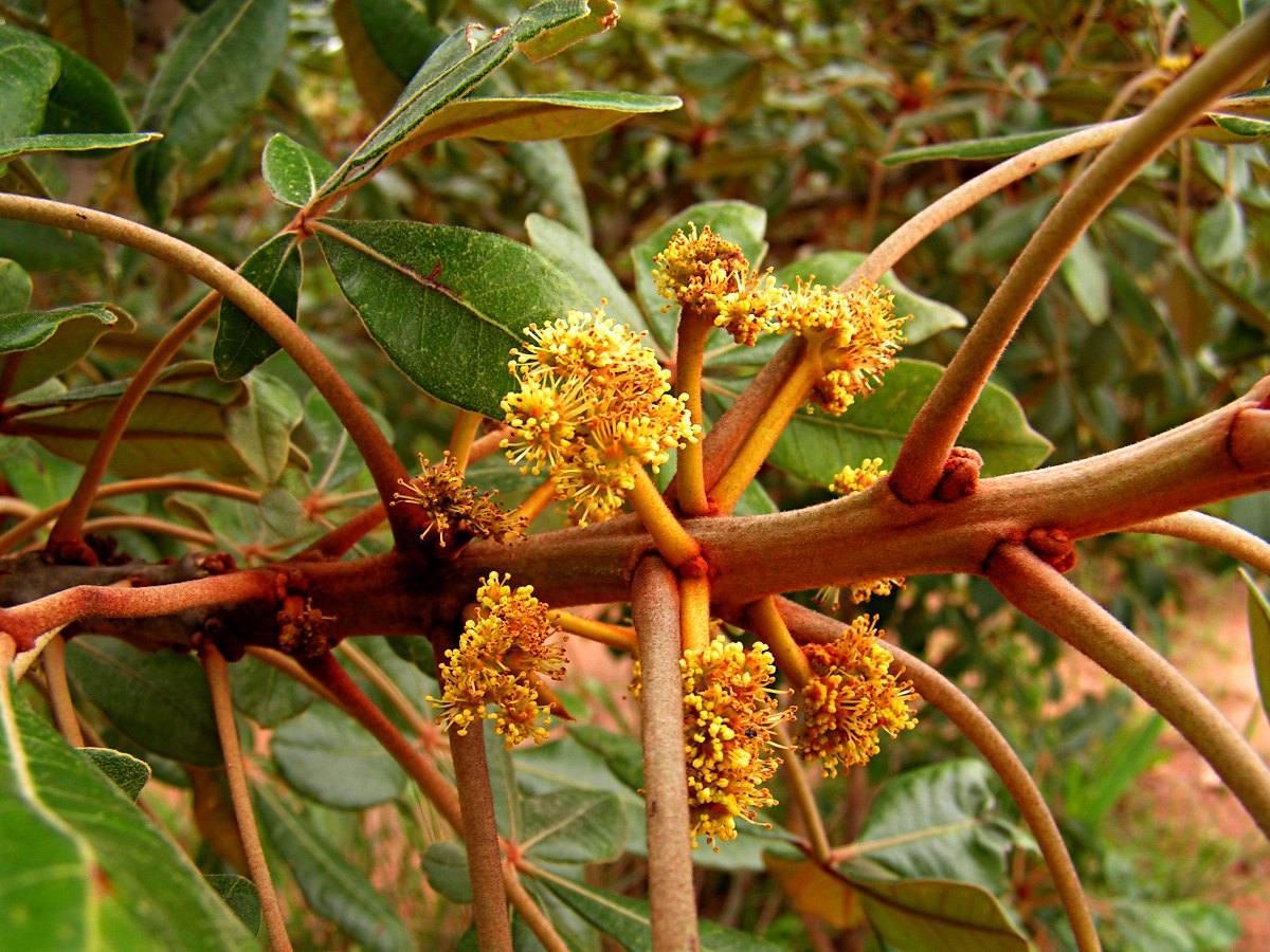 Oldfieldia dactylophylla Oldfieldia dactylophylla