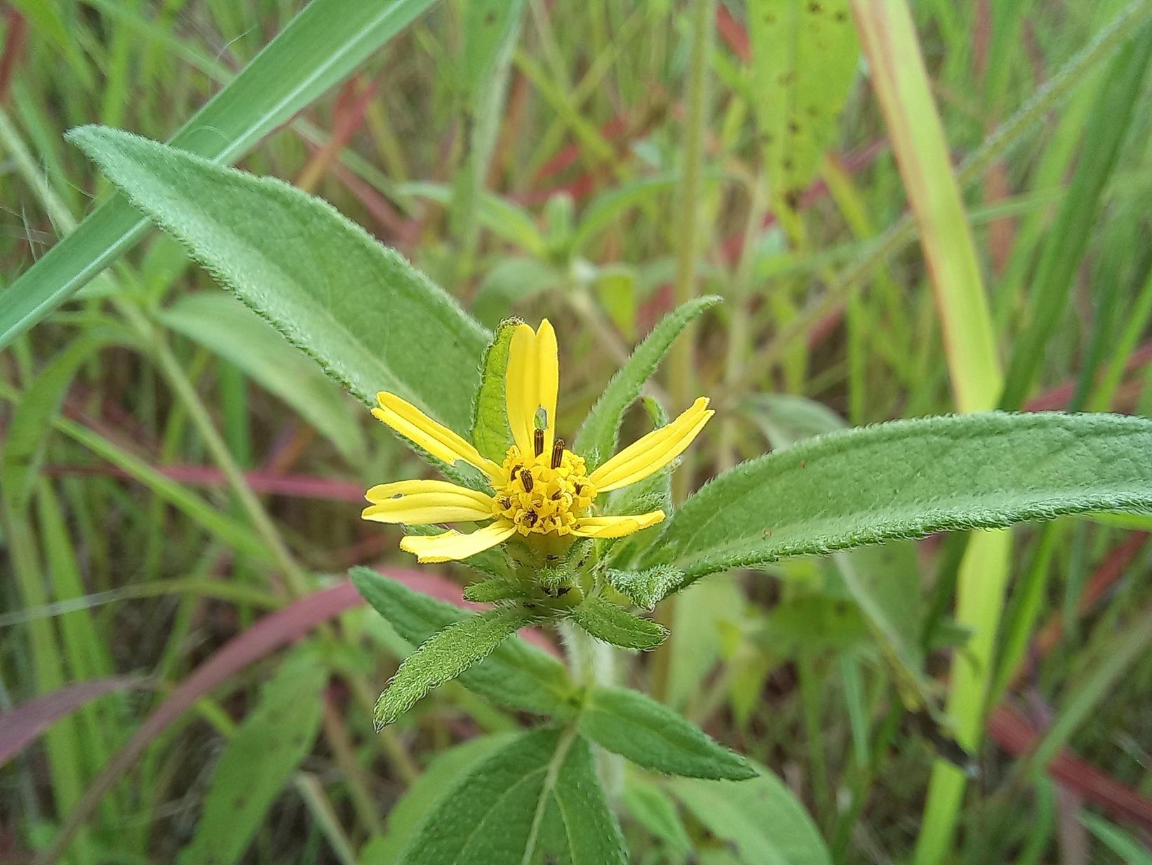 Aspilia ciliata Aspilia ciliata