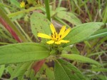 Aspilia ciliata