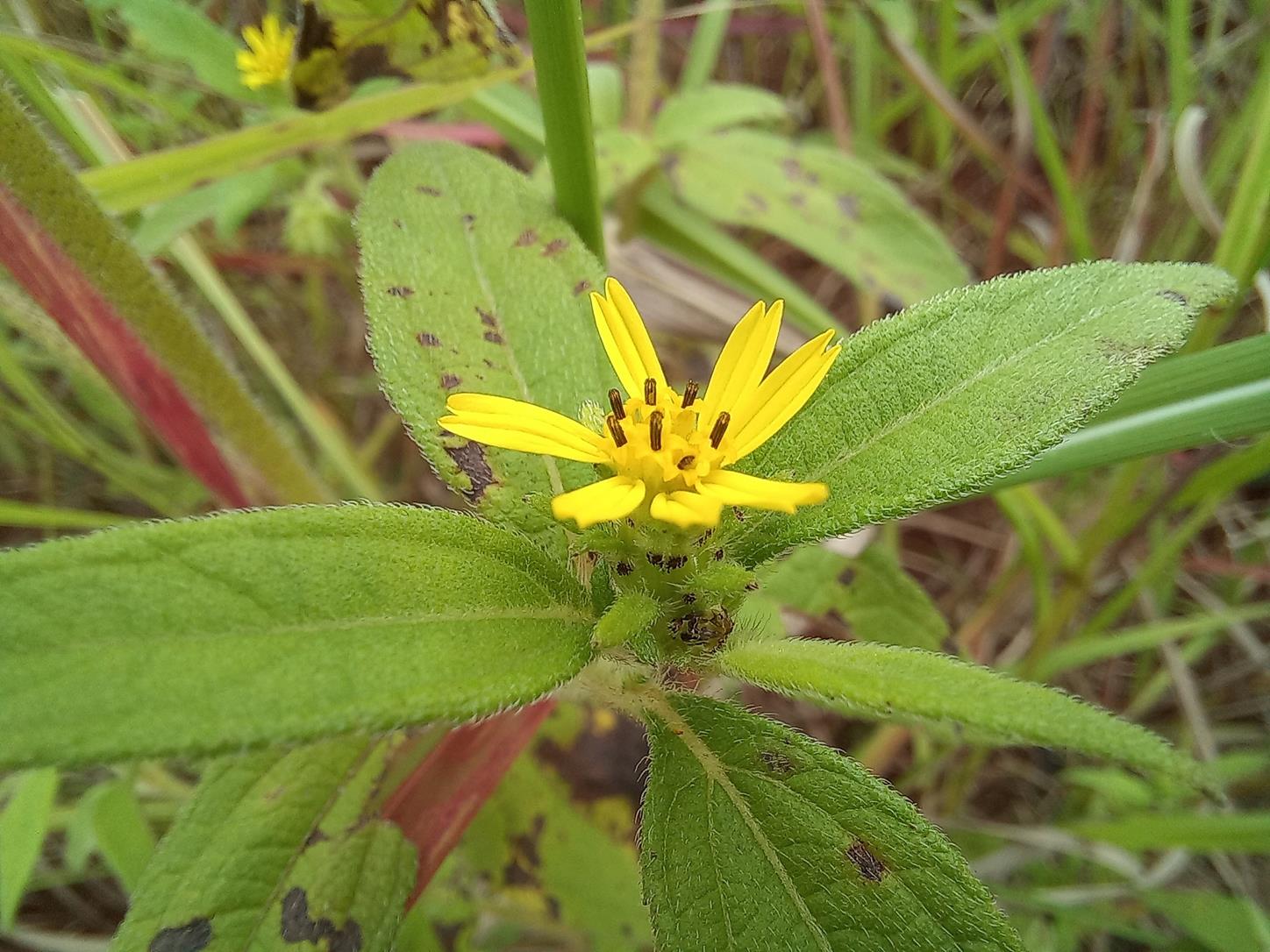 Aspilia ciliata