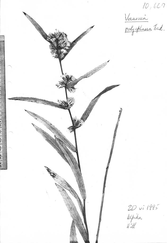 Cabobanthus polysphaerus Cabobanthus polysphaerus