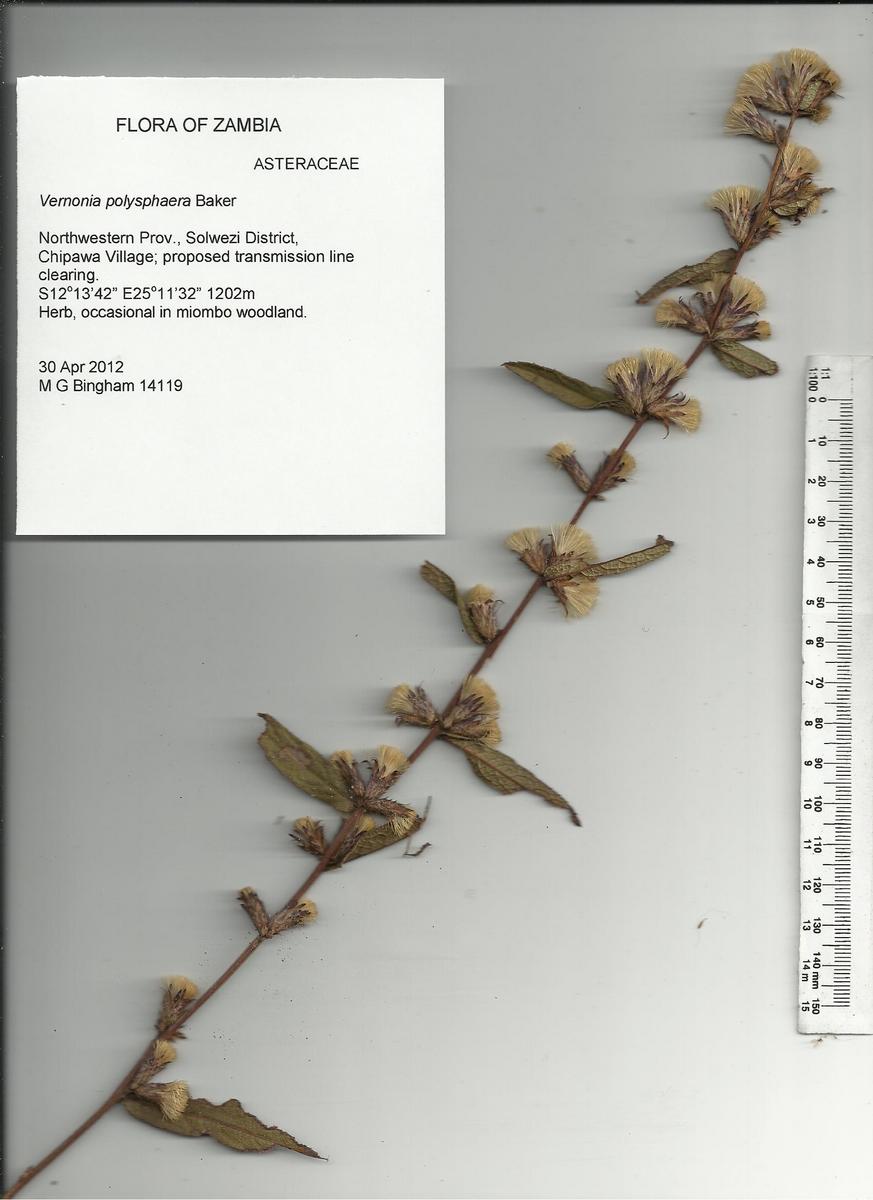 Cabobanthus polysphaerus Cabobanthus polysphaerus
