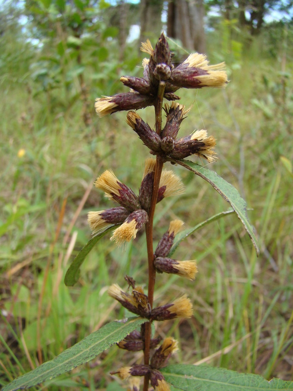 Cabobanthus polysphaerus Cabobanthus polysphaerus