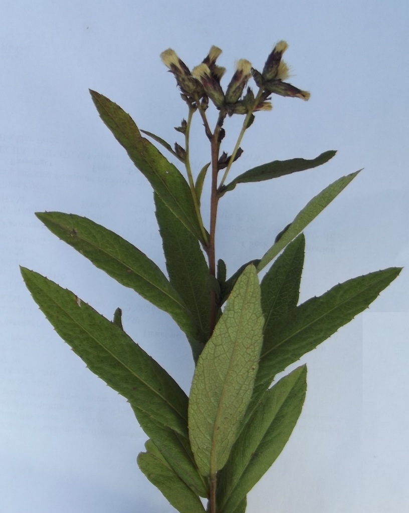 Cabobanthus polysphaerus Cabobanthus polysphaerus