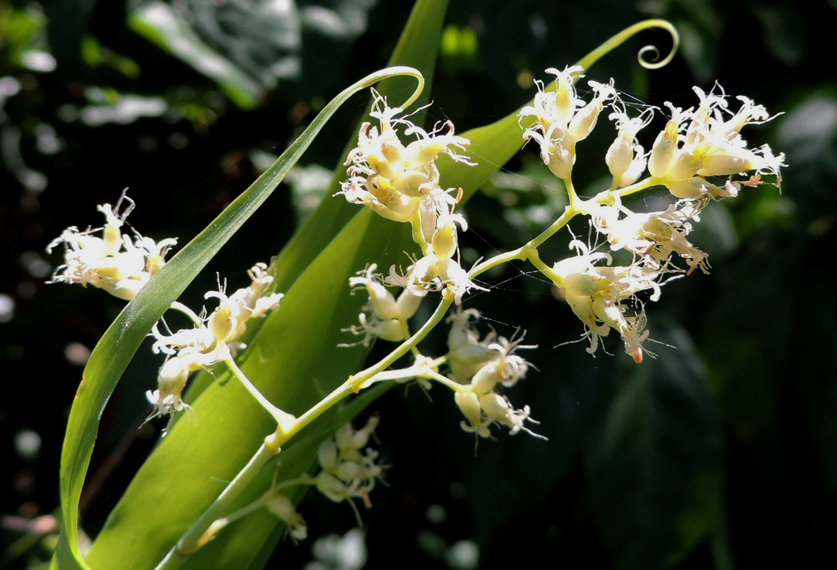 Flagellaria guineensis Flagellaria guineensis