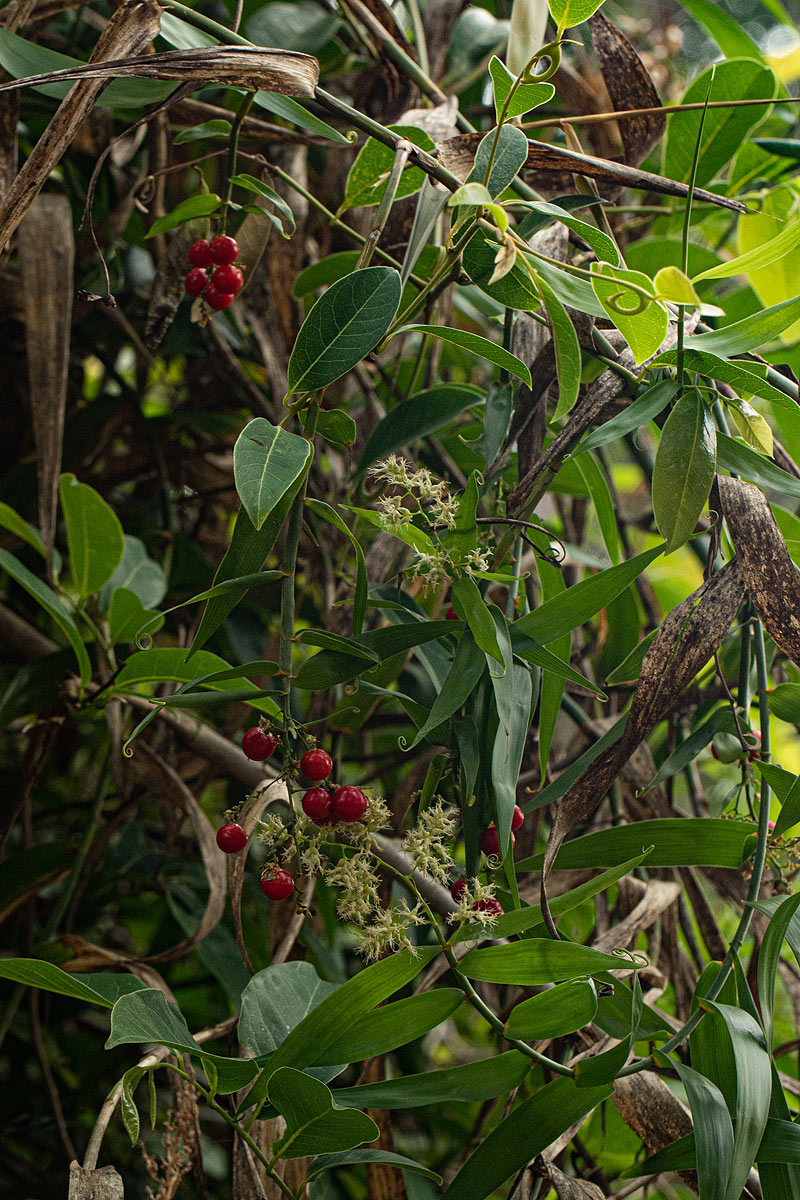 Flagellaria guineensis Flagellaria guineensis