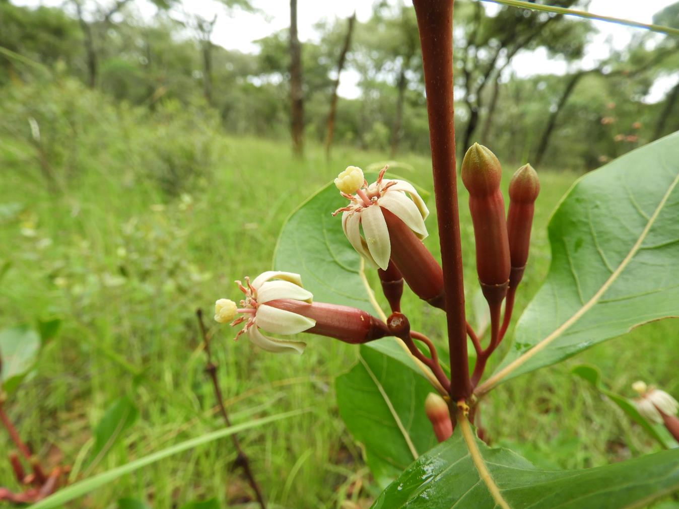 Fadogia fuchsioides Fadogia fuchsioides