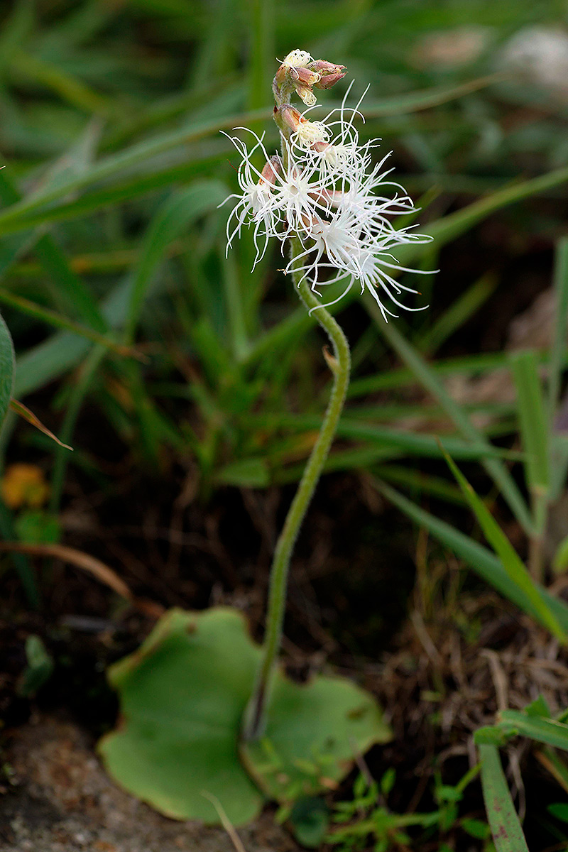 Holothrix longiflora Holothrix longiflora