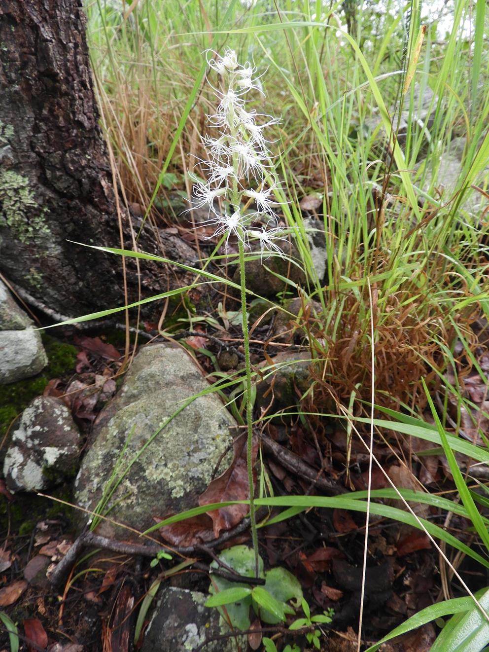 Holothrix longiflora Holothrix longiflora