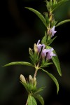 Hygrophila uliginosa