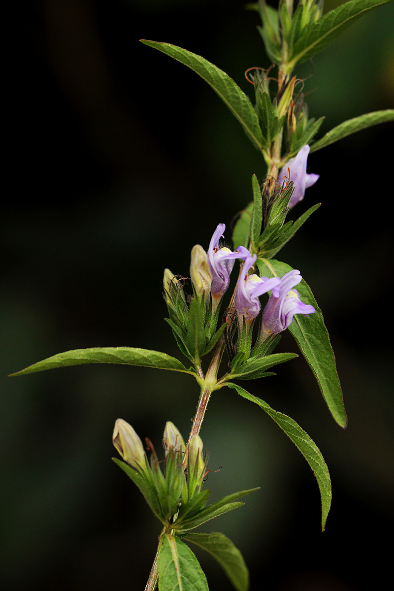 Hygrophila uliginosa